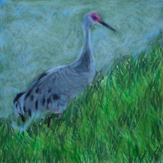 sketch_sandhill_w.jpg